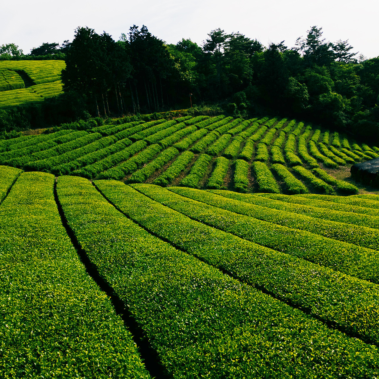 Tea Farmer in Wazuka