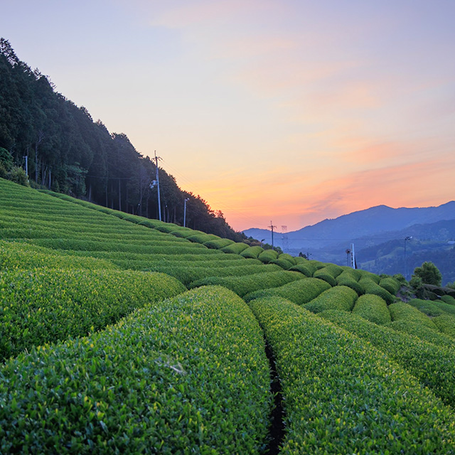 Tea Experience